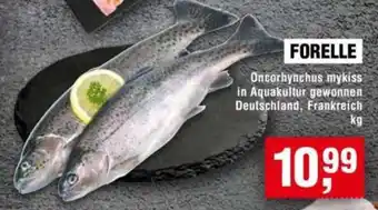 Handelshof Forelle Angebot