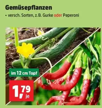 Thomas Philipps Gemüsepflanzen Angebot