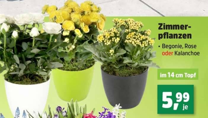 Zimmerpflanzen Angebot bei Thomas Philipps
