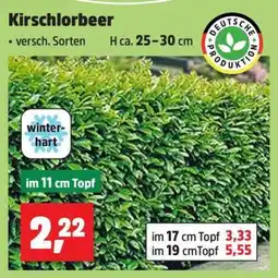 Thomas Philipps Kirschlorbeer Angebot
