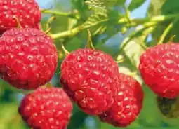 Pflanzen Kölle Himbeeren Pflanzen Angebot