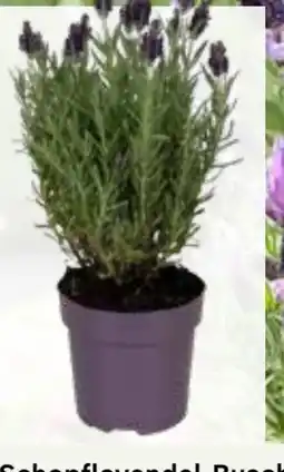 Pflanzen Kölle Schopflavendel-Busch Angebot