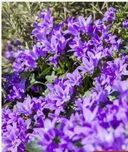 Pflanzen Kölle Glockenblume Deep Purple Angebot