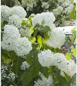 Pflanzen Kölle Schneeballhortensie Annabelle Angebot