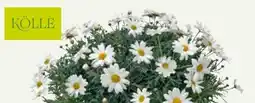 Pflanzen Kölle Kölle Margeriten-Busch Stella Angebot