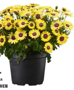 OBI Kapkörbchen Angebot