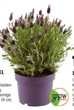 OBI Grow By Obi Schopflavendel Lavinia Blue Angebot