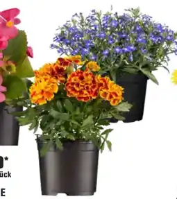 OBI Beetware Angebot