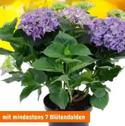 OBI Freilandhortensien Hydrangea Macrophylla Angebot