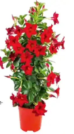 OBI Dipladenie Angebot