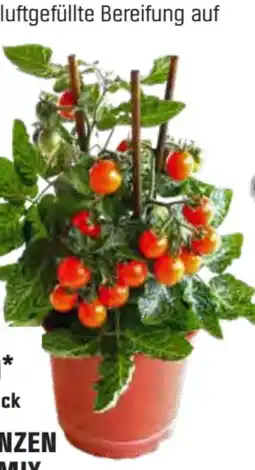 OBI Gemüsepflanzen Angebot