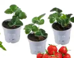 OBI Erdbeerpflanzen Angebot
