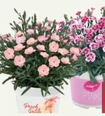 Pflanzen Kölle Duftnelken Angebot