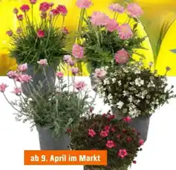 OBI Stauden Mix Angebot