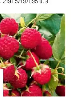 OBI Grow By Obi Bio Beerenobst-Pflanzen Angebot