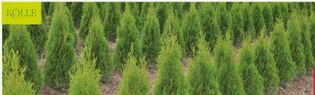 Klle Thuja Smaragd Ballenware 1 stk Angebot bei Pflanzen Klle Gltig von  01-04-2026 Gltig bis 01-05-2026