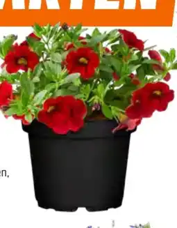 OBI Zauberglöckchen Angebot