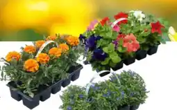 OBI Beetpflanzen Angebot