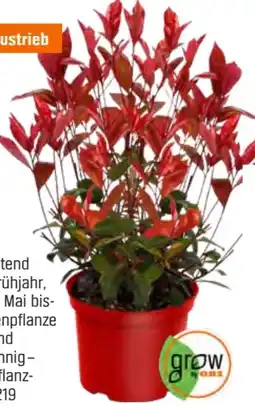 OBI Grow By Obi Glanzmispel Devils Dream Angebot