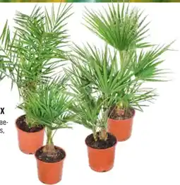 OBI Grow By Obi Palmenmix Angebot