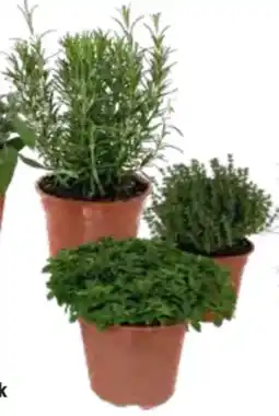 OBI Grow By Obi Kräutermischung Italienische Kräuter Angebot