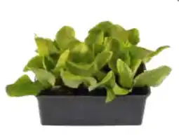 OBI Gemüse-Salat-Pflanzen Angebot