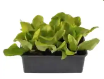 OBI Gemüse-Salat-Pflanzen Angebot