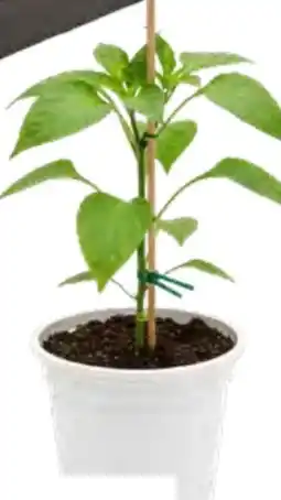 OBI Veredelte Gemüsepflanzen Angebot