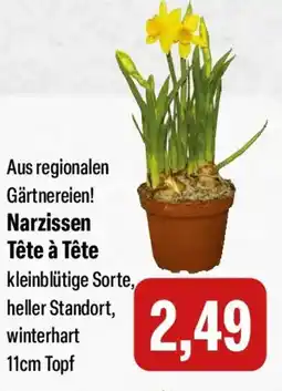 Feneberg Narzissen Tête à Tête Angebot