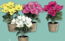 ROLLER Cosmea Angebot