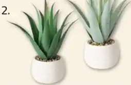 ROLLER Topfpflanze Angebot