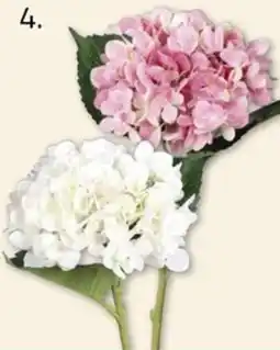 ROLLER Hortensie Angebot