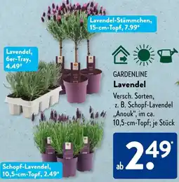 Aldi Süd GARDENLINE Lavendel Angebot