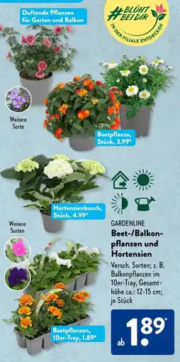 Aldi Süd GARDENLINE Beet-/Balkonpflanzen und Hortensien Angebot