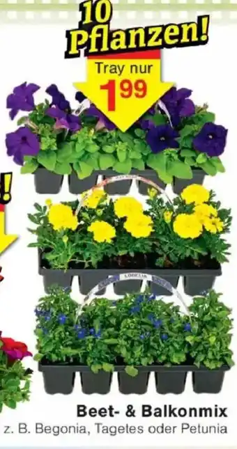 Jawoll Beet- & Balkonmix Angebot
