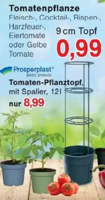 Jawoll Tomatenpflanze Angebot