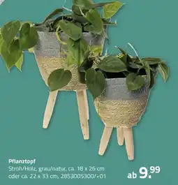 ROLLER Pflanztopf Angebot