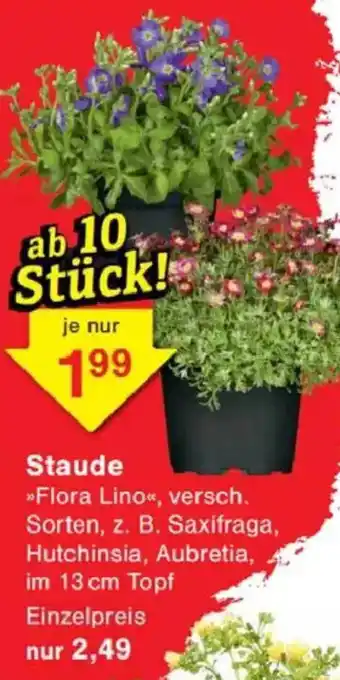 Jawoll Staude Angebot