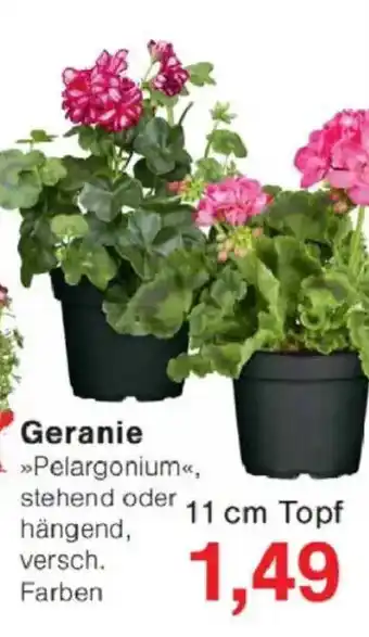 Jawoll Geranie Angebot
