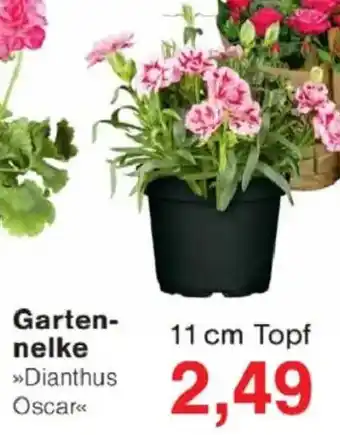 Jawoll Gartennelke Angebot