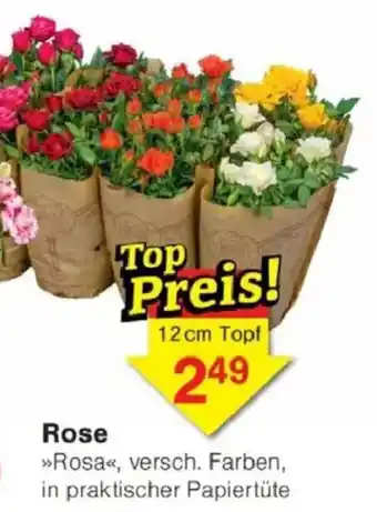 Jawoll Rose Angebot