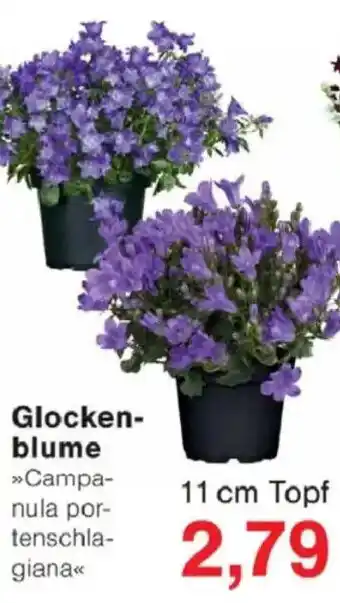 Glocken blume Angebot bei Jawoll