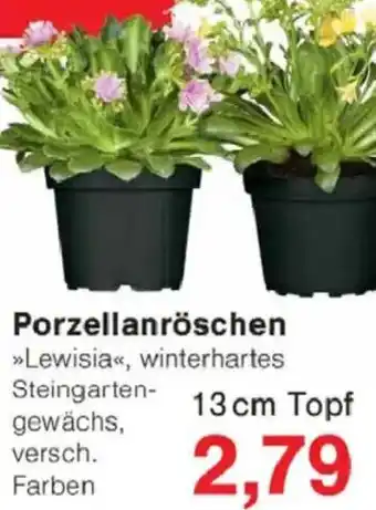 Jawoll Porzellanröschen Angebot