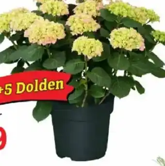 Jawoll Bauernhortensie Angebot