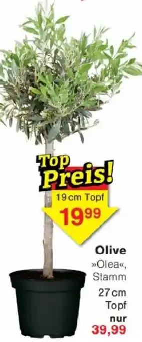 Jawoll Olive Angebot