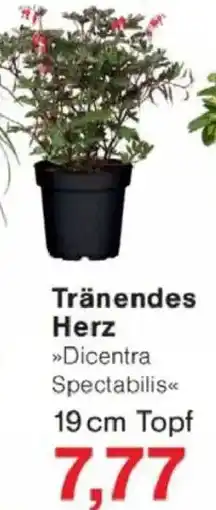 Jawoll Tränendes Herz Angebot