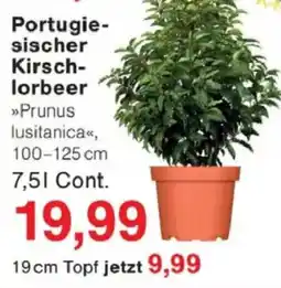Jawoll Portugiesischer Kirschlorbeer Angebot