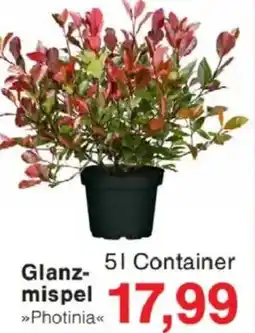 Jawoll Glanzmispel Angebot