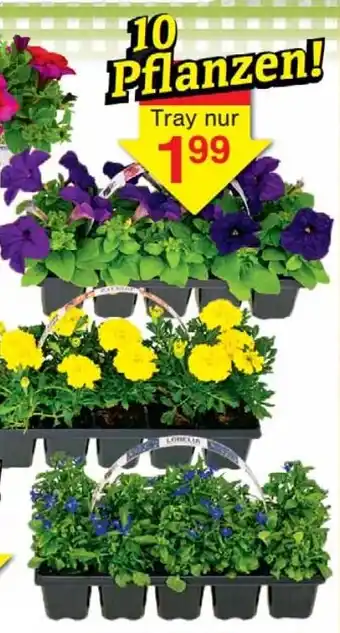 Wiglo Wunderland Beet- & Balkonmix Angebot