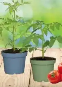 Wiglo Wunderland Tomatenpflanze Angebot